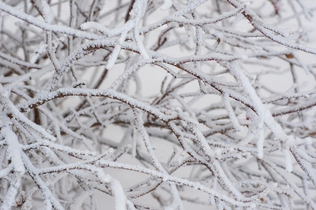 A bush covered with the first fluffy snow near the house on the street vertical frame Beautiful snowcovered bushes in winter