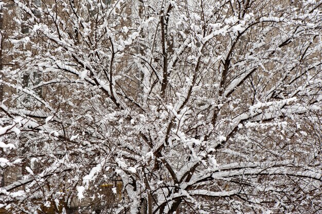 Bush, covered with snow