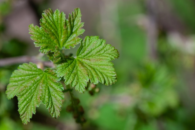 A bush of currant with green leaves and without flowers. Beginning of plant growth in spring