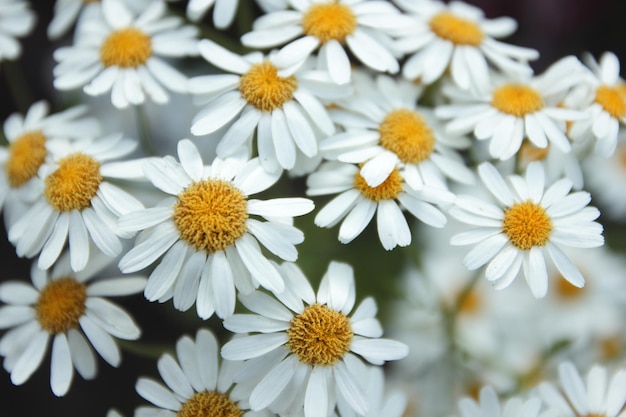 A bush of daisies in the sunlight Natural background of daisie flowers Closeup of flowers on a snow daisy bush Blurry floral background with white