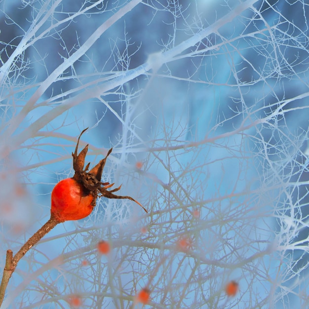 Bush of a dogrose in a winter snowy frosty fairy forest