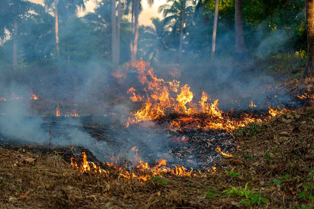 Bush fire in tropical forest in island Koh Phangan, Thailand