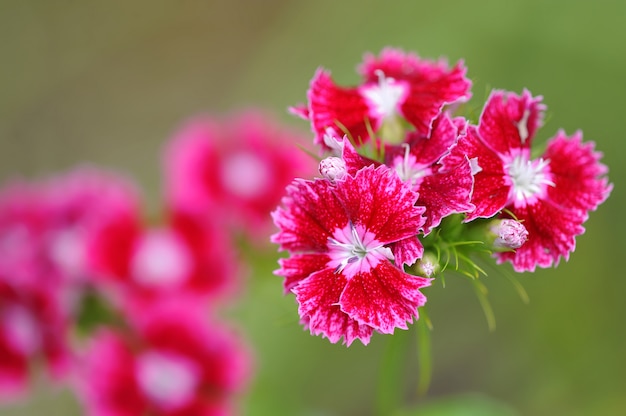 Bush flower Turkish carnation crimson