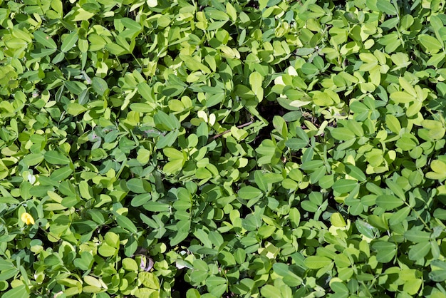 Bush formed by green leaves