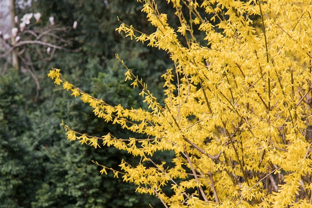 Photo a bush of forsythia is a shrub with yellow flowers