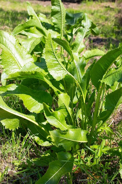 A bush of green horseradish leaves in the garden A seasoning for canning and cooking