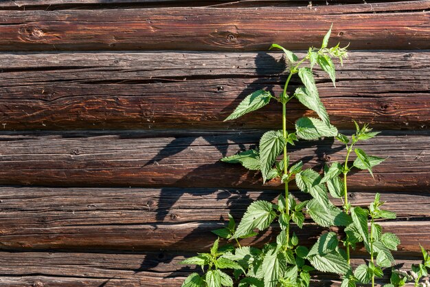 A bush of green nettle on wooden log wall.