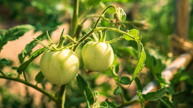 Bush of green tomatoes in garden plantation Beautiful tomato on bush at farm