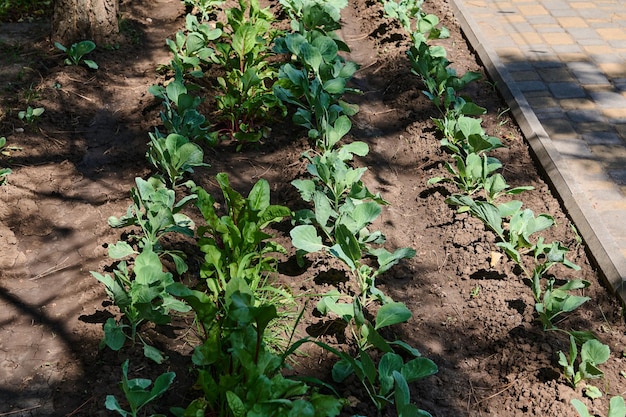 Bush of growing cabbage seedlings in open ground in an eco farm Agribusiness Horticulture Agriculture Eco farming