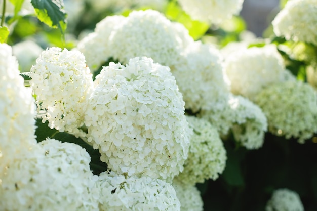 A bush of hydrangeas beautiful floral background bright summer mood