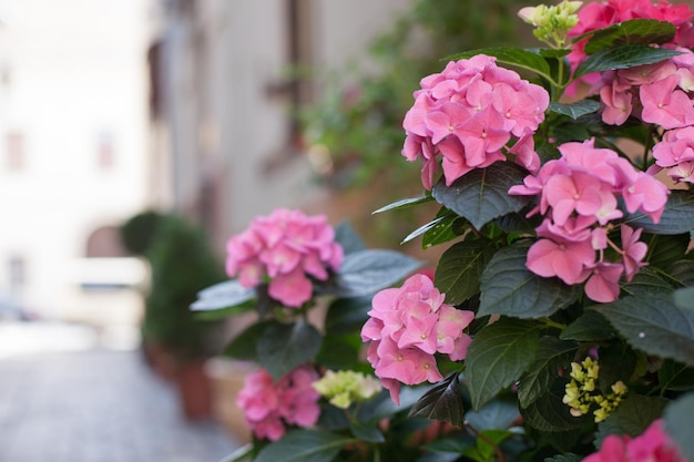 A bush of hydrangeas beautiful floral background