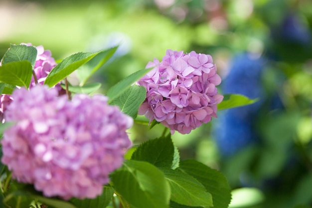 A bush of hydrangeas beautiful floral background