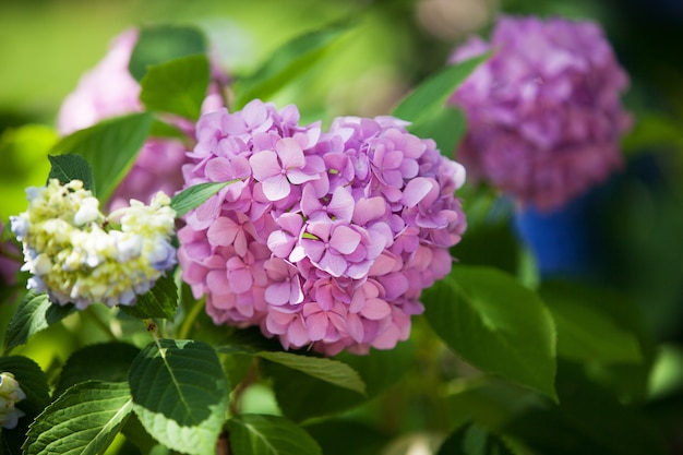 A bush of hydrangeas. beautiful floral. bright summer mood.