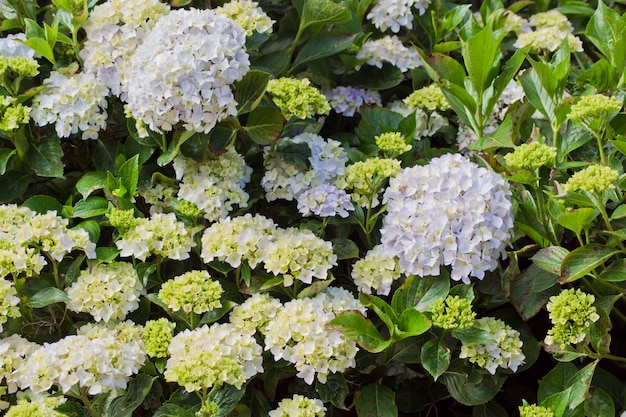 Photo a bush of hydrangeas with green leaves and white flowers