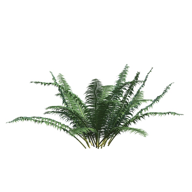 bush isolated on white background, 3D illustration, cg render