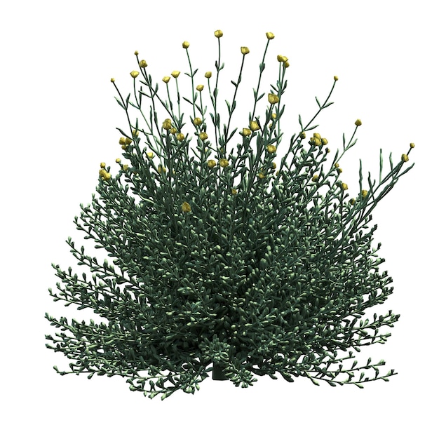 bush isolated on white background, 3D illustration, cg render