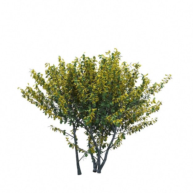 bush isolated on white background, 3D illustration, cg render