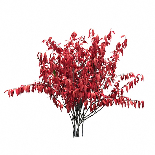 bush isolated on white background, 3D illustration, cg render