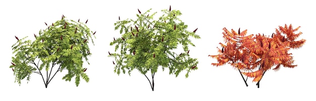 bush isolated on white background, 3D illustration, cg render