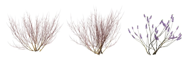 bush isolated on white background, 3D illustration, cg render