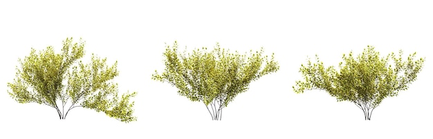 bush isolated on white background, 3D illustration, cg render