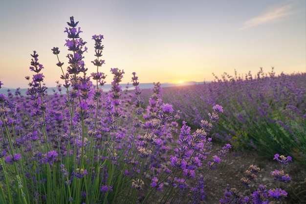 Bush of lavender at sunset. Nature composition.