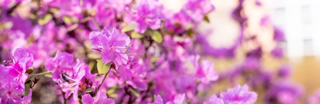 Bush of many delicate vivid pink flowers of azalea or Rhododendron plant in a sunny spring gardenJapanese pink Azalea flowers Full in bloom in may Season of flowering azaleas at botanical garden