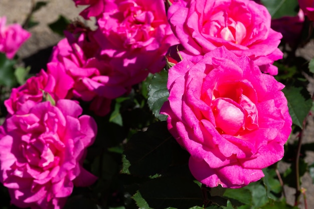 Bush of pin roses with bloom flowers