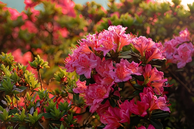 A bush of pink flowers with green leaves and pink flowers.