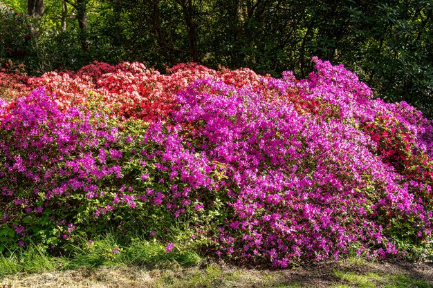 A bush of pink flowers with purple flowers.