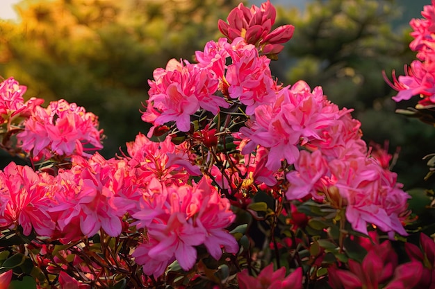 A bush of pink flowers with the word rhododendron on the left.