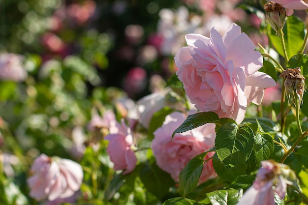 Bush of pink roses blooming in the garden background