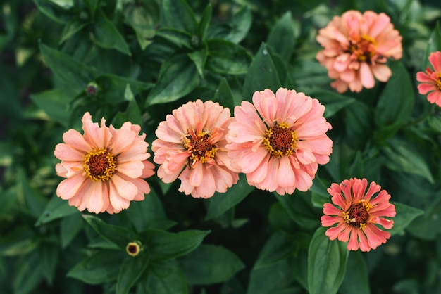 A bush of pink Zinnia flowers with green leaves in the garden. Blooming summer flowers.