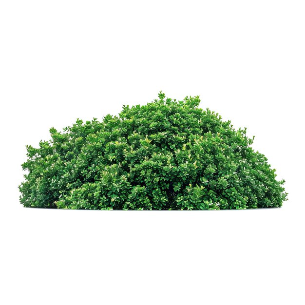 Photo bush plant on a white background