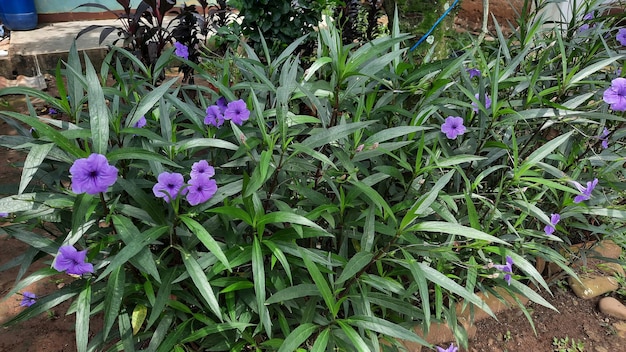 A bush of purple flowers with blooming and beautiful flowers 02