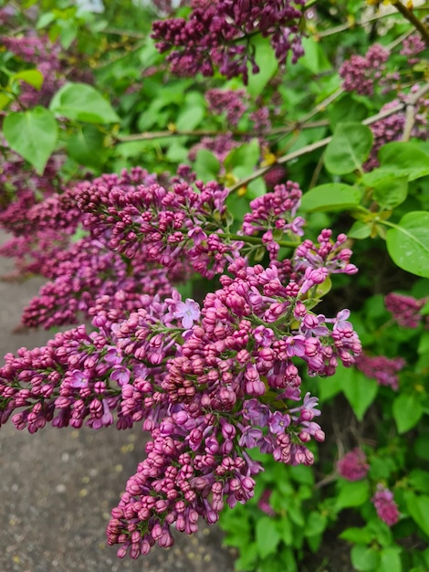 A bush of purple flowers with the word " lilac " on it.