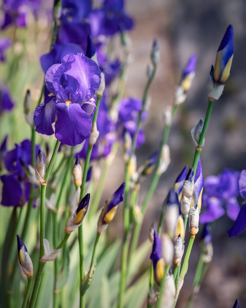 Bush of purple iris flowers in the garden