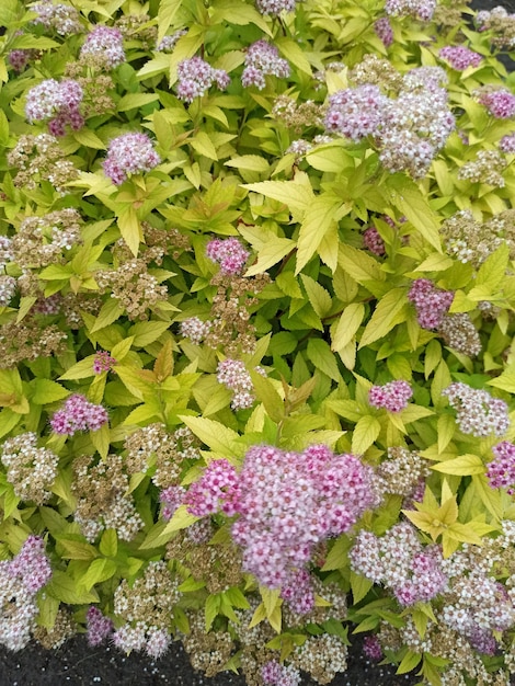 A bush of purple and white flowers with green leaves and purple flowers.