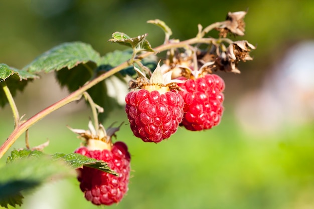 A bush of raspberry with mature beautiful berries of a drupe, ready to harvest and separated from the bush