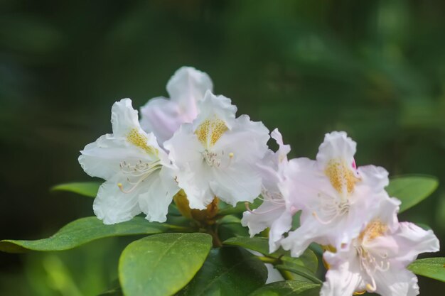 Bush of the Rhododendron in the botanical garden Beautiful floral background