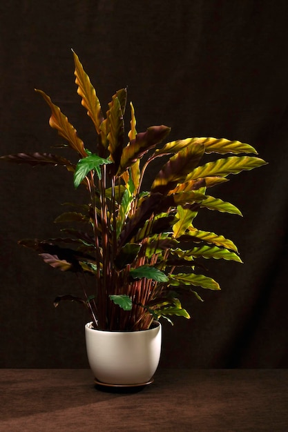 Bush room Calathea Rufibarba in a pot on a brown background