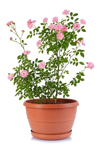 Bush rose in a flower pot isolated on a white surface