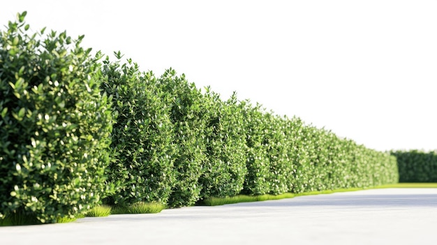 Bush or shrub wall isolated on white background for graphic design