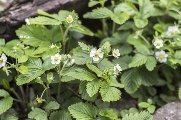 Bush of strawberries. Close-Up. strawberry flowers