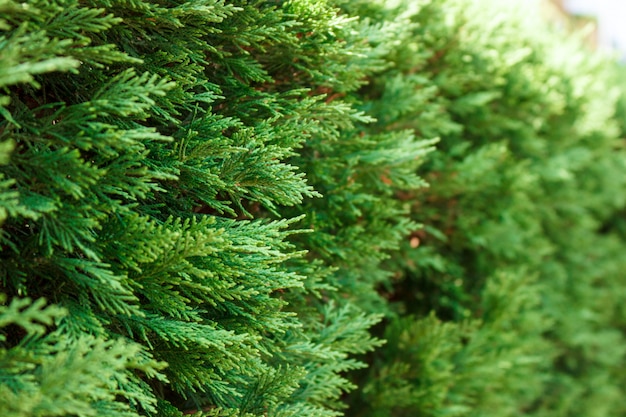 Bush, thuja. Close up of a branch of thuja tree