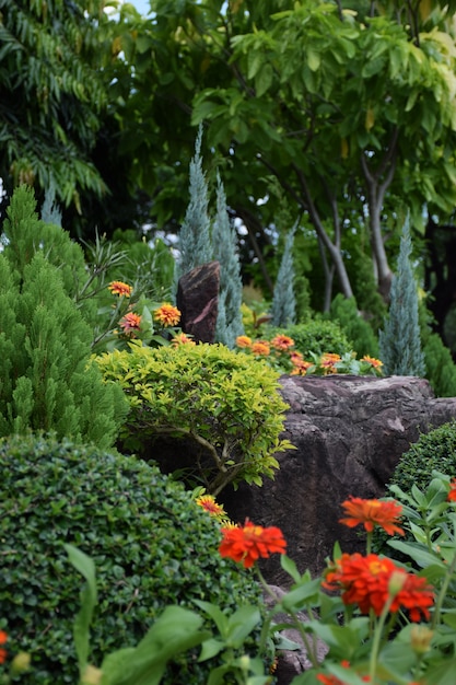 Bush tree rock flower garden 