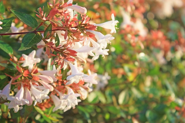 Bush of Weigela