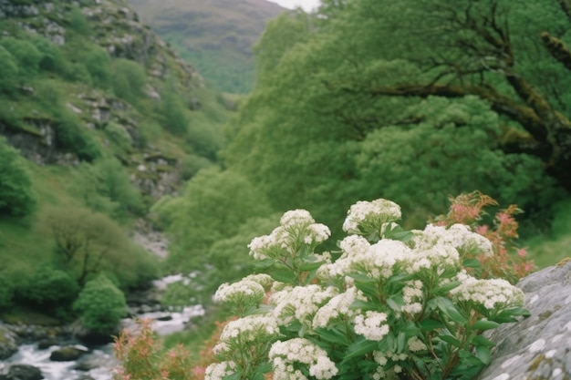 A bush of white flowers is in front of a river.