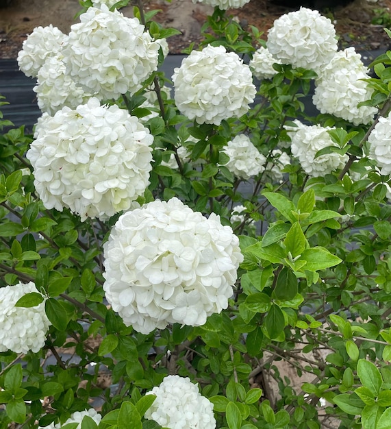 A bush of white flowers with green leaves and the word " on it "