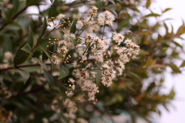 A bush of white flowers with small white flowers